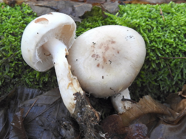 šupinovka hlinovookrová Pholiota lenta (Pers.) Singer