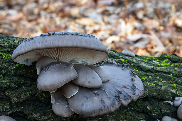 hliva ustricovitá Pleurotus ostreatus (Jacq.) P. Kumm.