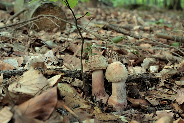 muchotrávka červenkastá Amanita rubescens Pers.