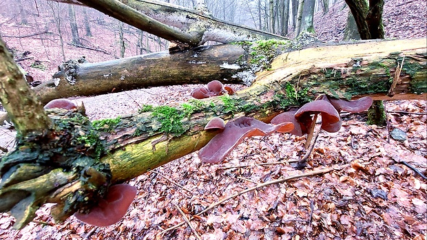 uchovec bazový Auricularia auricula-judae (Bull.) Quél.