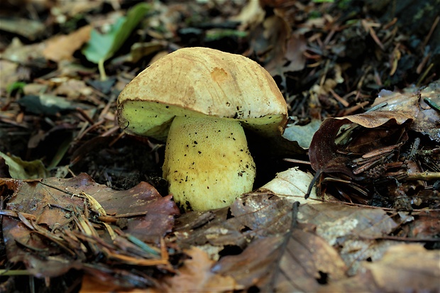 hríb horský Butyriboletus subappendiculatus (Dermek, Lazebn. & J. Veselský) D. Arora & J.L. Frank