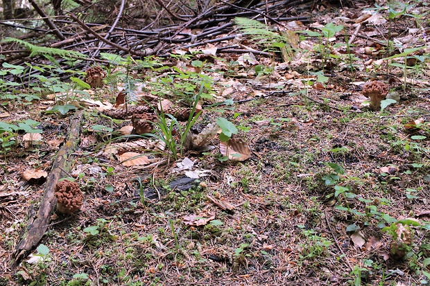 ušiak obrovský Gyromitra gigas (Krombh.) Cooke