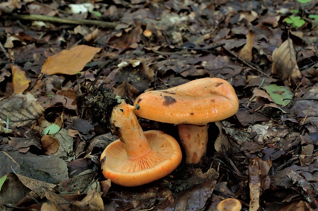 rýdzik jedľový Lactarius salmonicolor R. Heim & Leclair