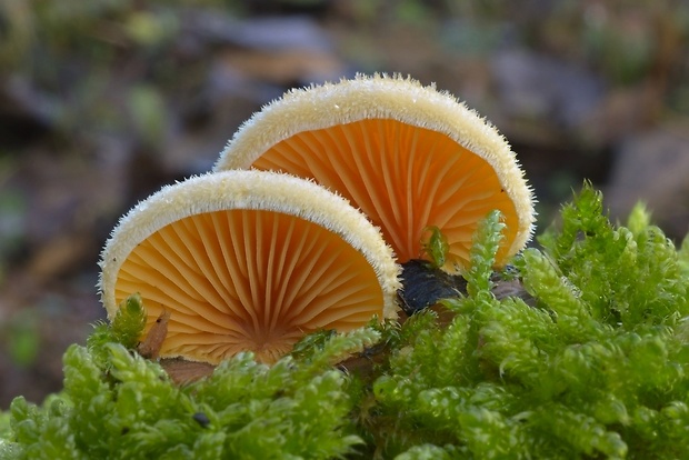 hlivník hniezdovitý Phyllotopsis nidulans (Pers.) Singer