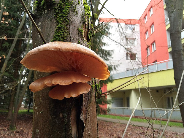 hliva ustricovitá Pleurotus ostreatus (Jacq.) P. Kumm.