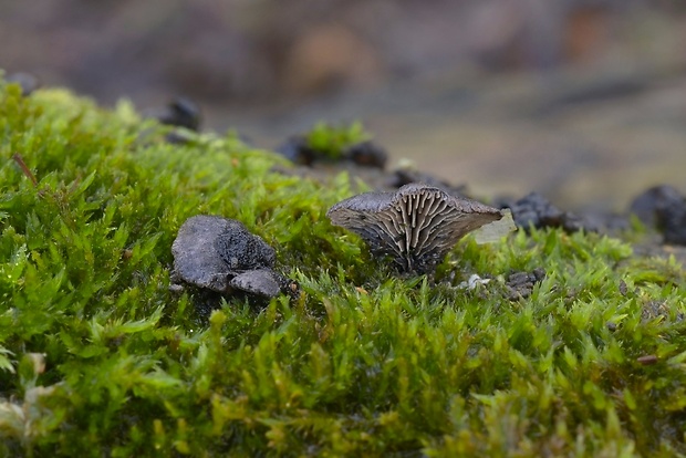 lastúrnik chlpatý Resupinatus trichotis (Pers.) Singer