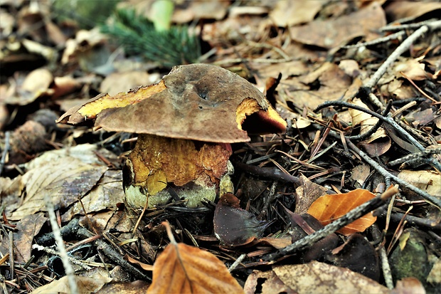 hríb zrnitohlúbikový Sutorius luridiformis (Rostk.) G. Wu & Zhu L. Yang