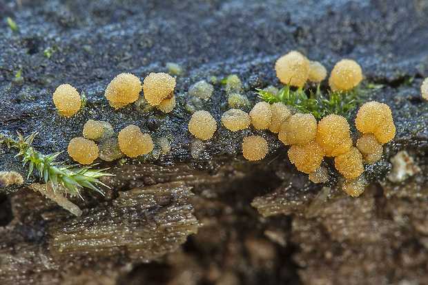 tyčkovka žltá Bactridium flavum Kunze