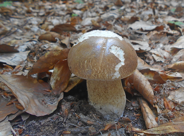 hríb dubový Boletus reticulatus Schaeff.