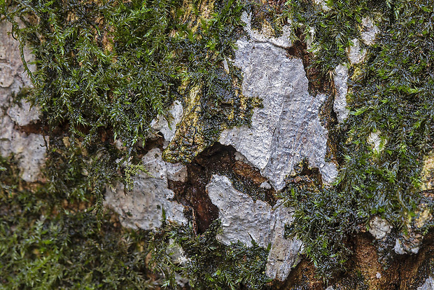 borkohubka javorová Dendrothele acerina (Pers.) P.A. Lemke