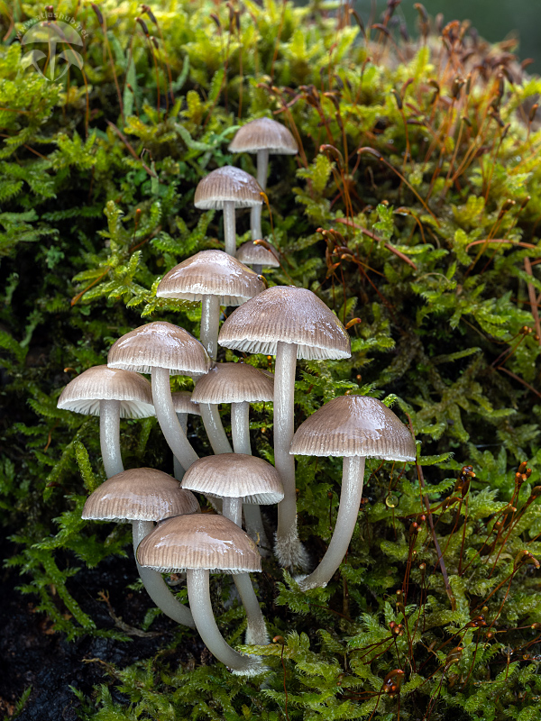 prilbička hnedosivá Mycena tintinnabulum (Paulet) Quél.