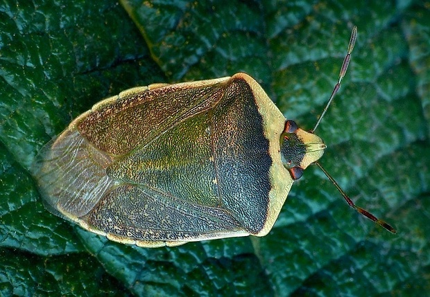 bzdocha (sk) kněžice zeleninová (cz) Nezara viridula (Fabricius, 1775)