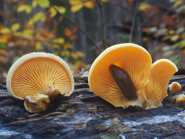 hlivník hniezdovitý Phyllotopsis nidulans (Pers.) Singer