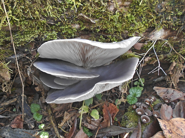 hliva ustricovitá Pleurotus ostreatus (Jacq.) P. Kumm.