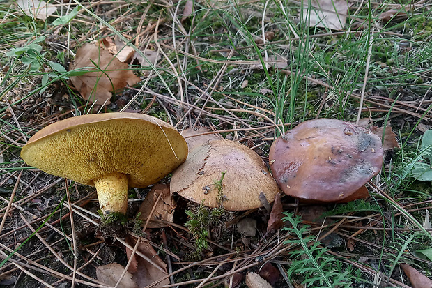 masliak Suillus sp.