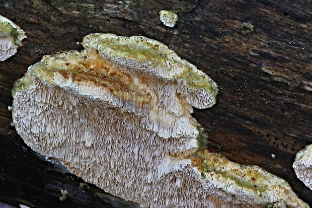 trúdnikovec chlpatý Trametes hirsuta (Wulfen) Lloyd