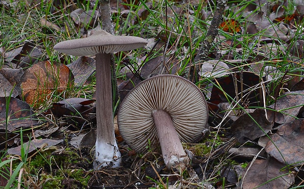 hodvábnica porfýrová Entoloma porphyrophaeum (Fr.) P. Karst.