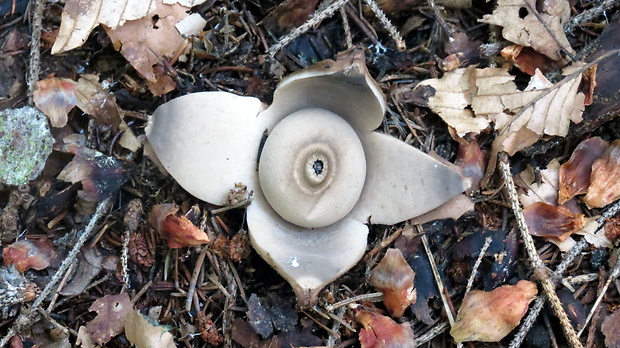 hviezdovka trojitá Geastrum triplex Jungh.