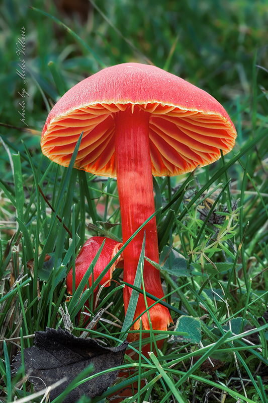 lúčnica šarlátová Hygrocybe coccinea (Schaeff.) P. Kumm.