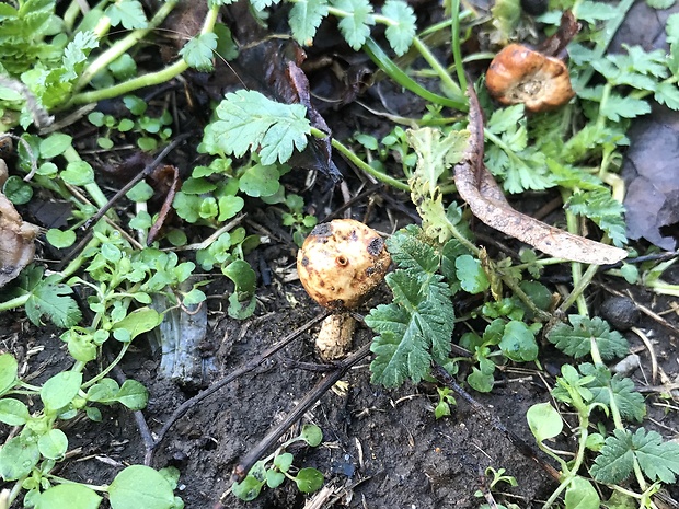 stopkovec zimný Tulostoma brumale Pers.