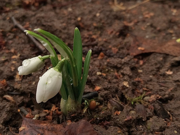 snežienka jarná Galanthus nivalis L.