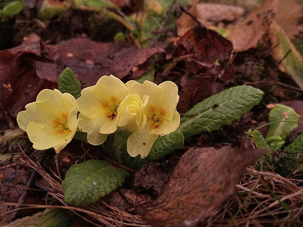 prvosienka bezbyľová Primula acaulis (L.) L.