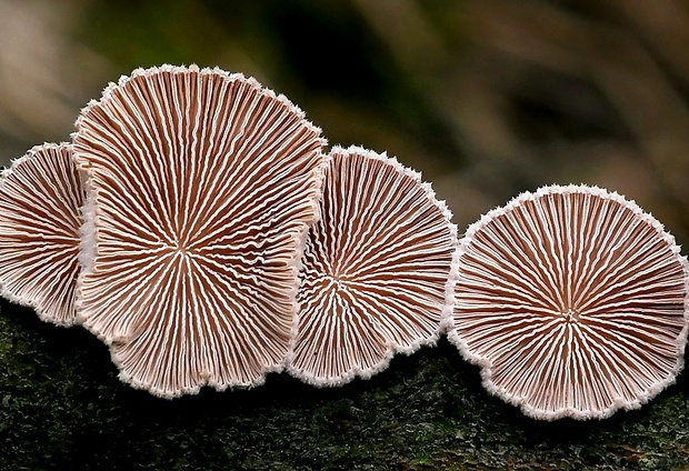 klanolupeňovka obyčajná Schizophyllum commune Fr.