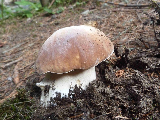 hríb smrekový Boletus edulis Bull.