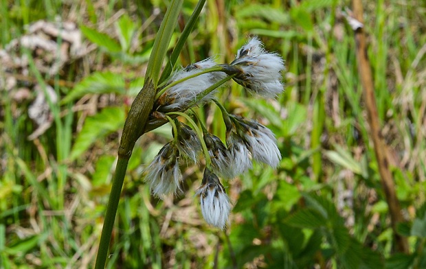 páperník úzkolistý Eriophorum angustifolium Honck.