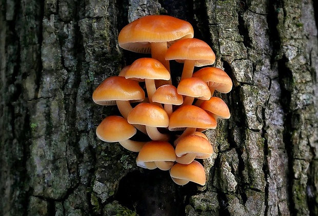 plamienka Flammulina sp.