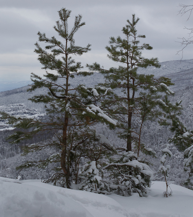 borovica lesná Pinus sylvestris L.