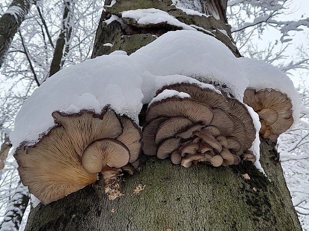 hliva ustricovitá Pleurotus ostreatus (Jacq.) P. Kumm.