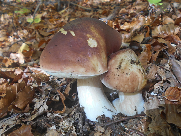 hríb sosnový Boletus pinophilus Pil. et Dermek in Pil.