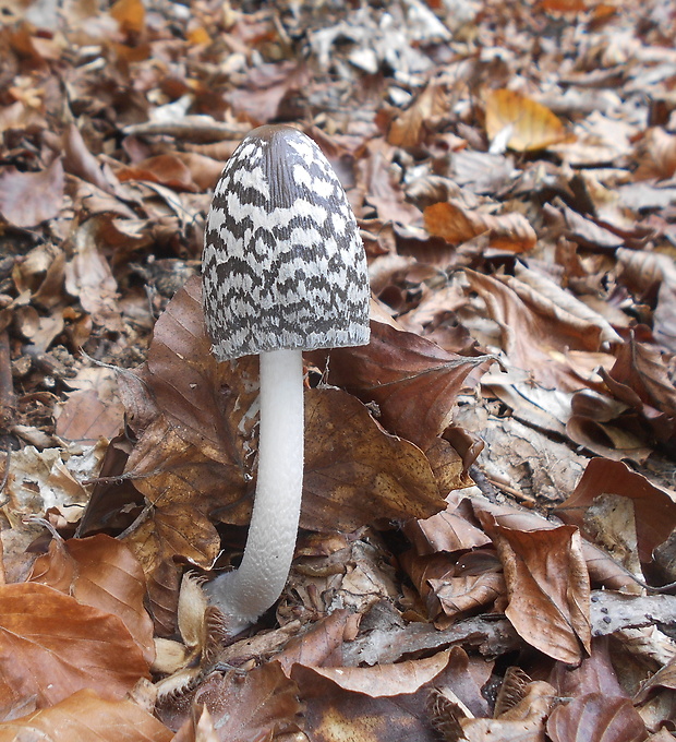 hnojník strakatý Coprinopsis picacea (Bull.) Redhead, Vilgalys & Moncalvo