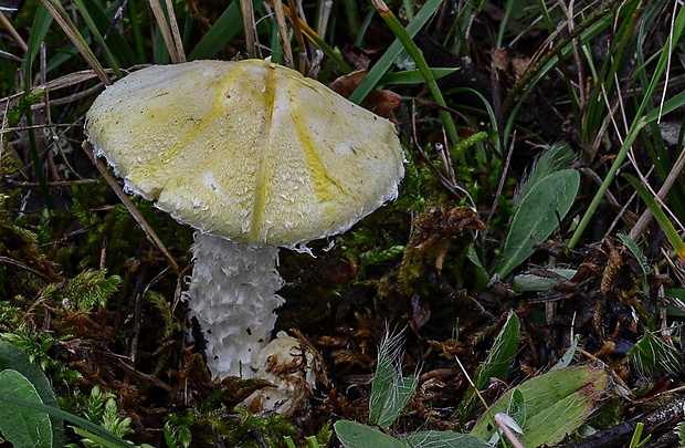 vločkovka žltozelená Floccularia luteovirens (Alb. & Schwein.) Pouzar