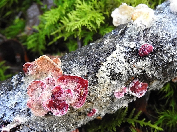 hubožer ružový Hypomyces rosellus (Alb. & Schwein.) Tul. & C. Tul.