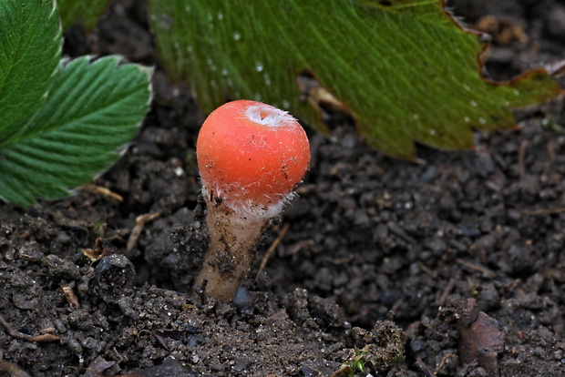 ohnivček zimný Microstoma protractum (Fr.) Kanouse