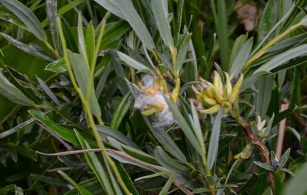 vŕba rozmarínolistá Salix rosmarinifolia L.