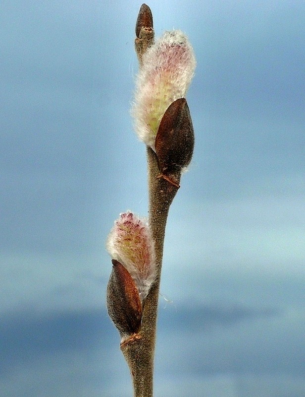 vŕba Salix sp.