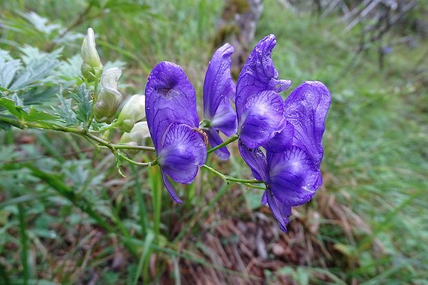 prilbica pestrá Aconitum variegatum L.