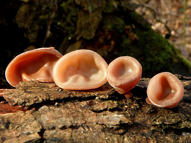 uchovec bazový Auricularia auricula-judae (Bull.) Quél.