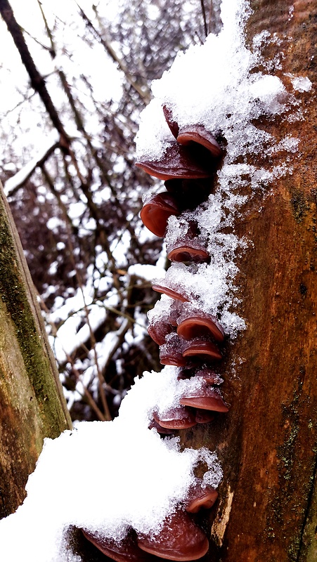 uchovec bazový Auricularia auricula-judae (Bull.) Quél.