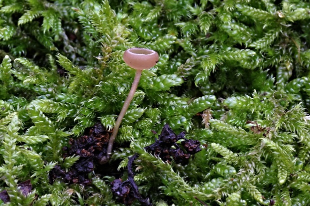 jahňadka obyčajná Ciboria amentacea (Balb.) Fuckel