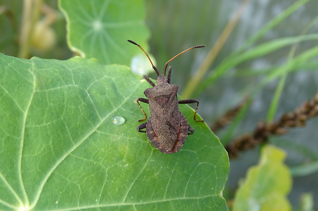 obrubnica šťaveľová Coreus marginatus (Linnaeus, 1758)