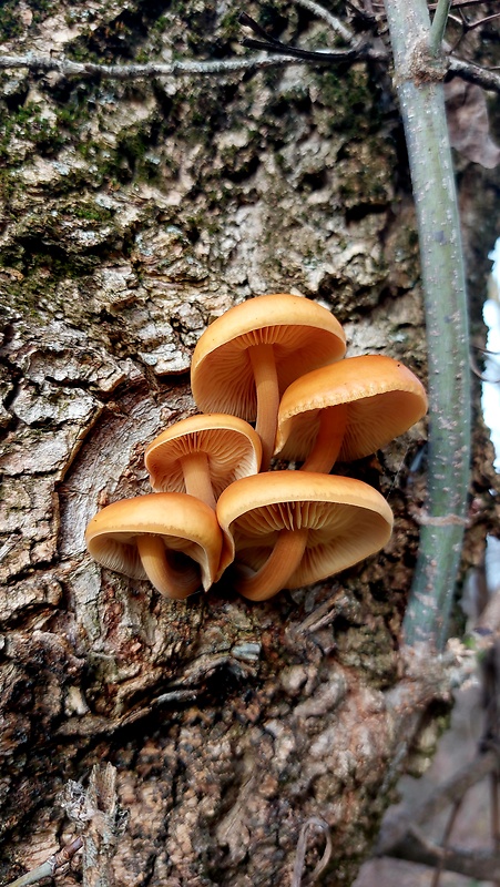 plamienka Flammulina sp.