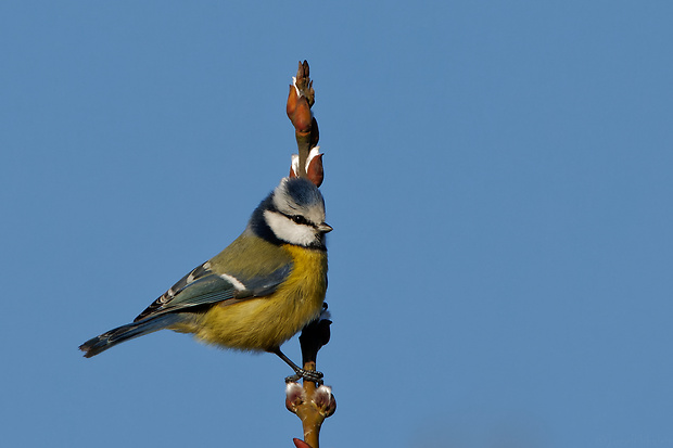 sýkorka belasá Parus caeruleus