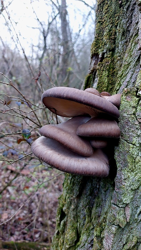 hliva ustricovitá Pleurotus ostreatus (Jacq.) P. Kumm.