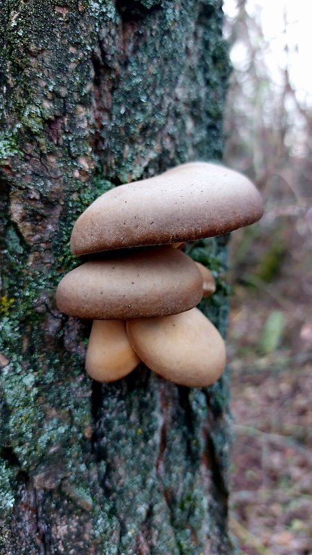 hliva ustricovitá Pleurotus ostreatus (Jacq.) P. Kumm.