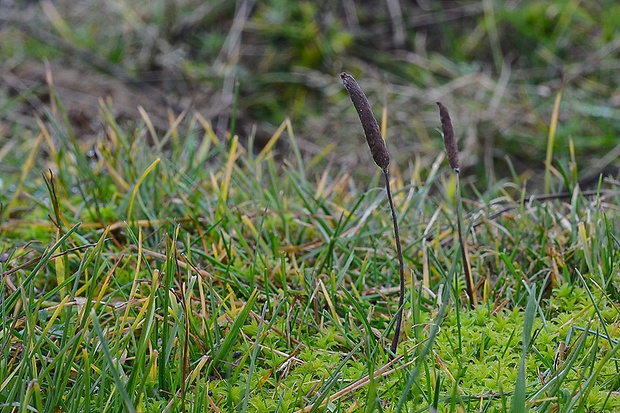 hrotovka stepná Galeropsis desertorum Velen. & Dvořák