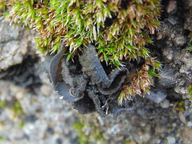 koléma Collema sp.